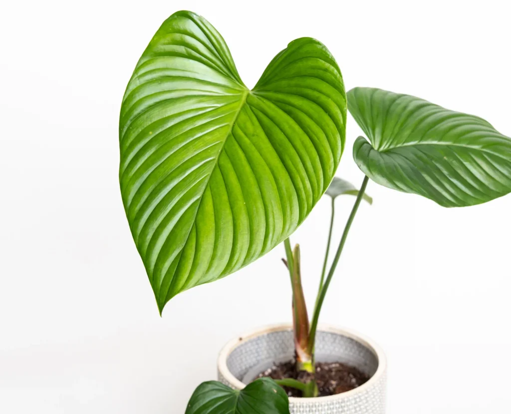 philodendron rubrocinctum platinum