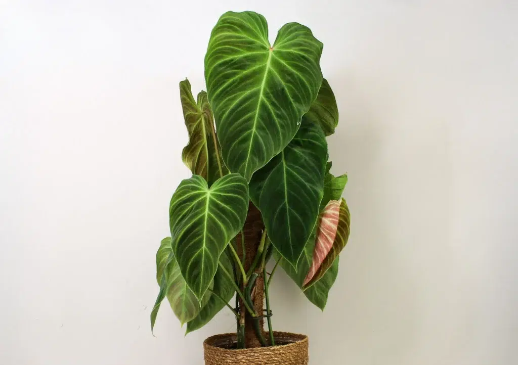 Philodendron Splendid