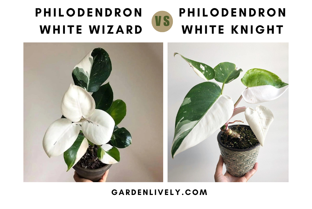 Philodendron White Wizard vs White Knight