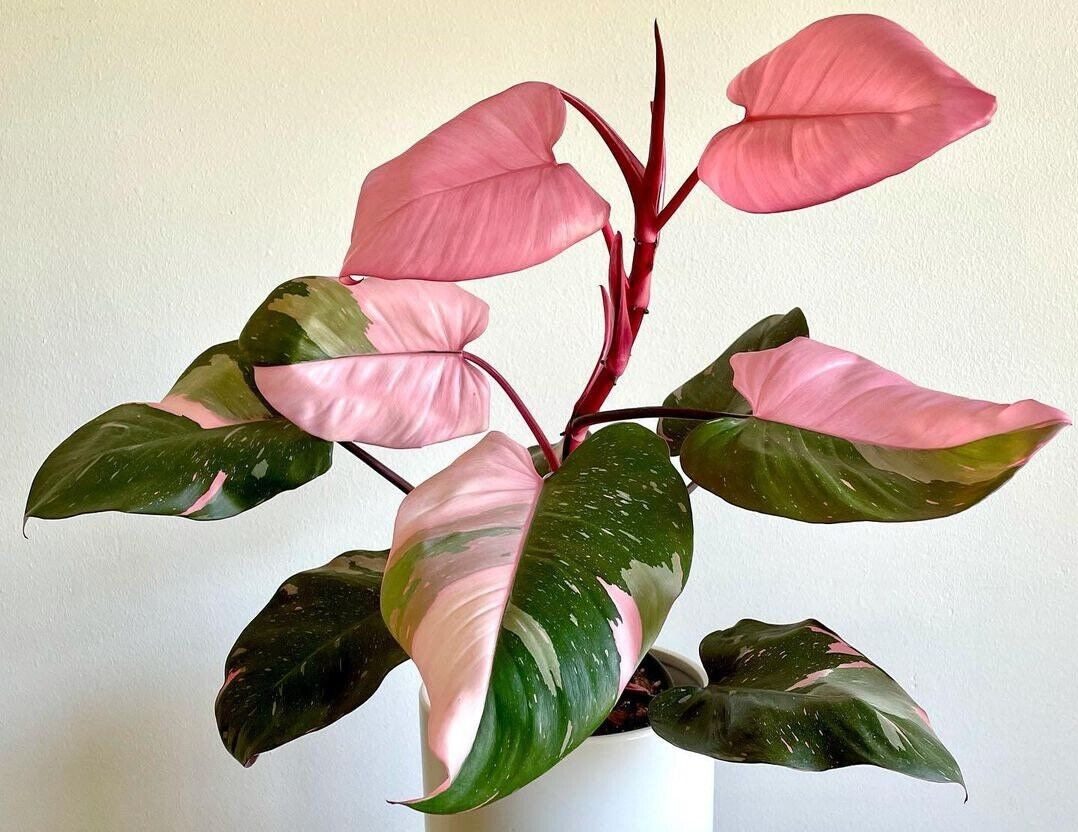 How to get More Pink in Pink Princess Philodendron