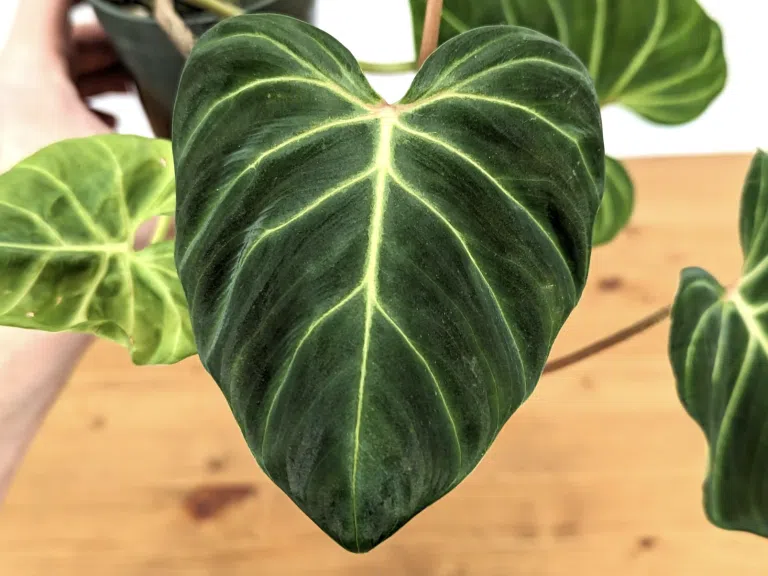 philodendron verrucosum fantasy