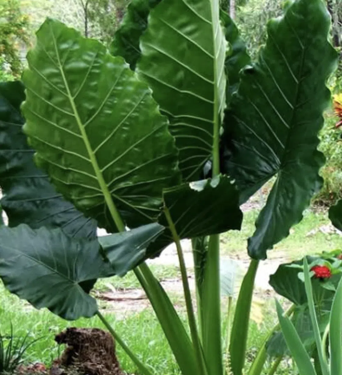 alocasia borneo giant