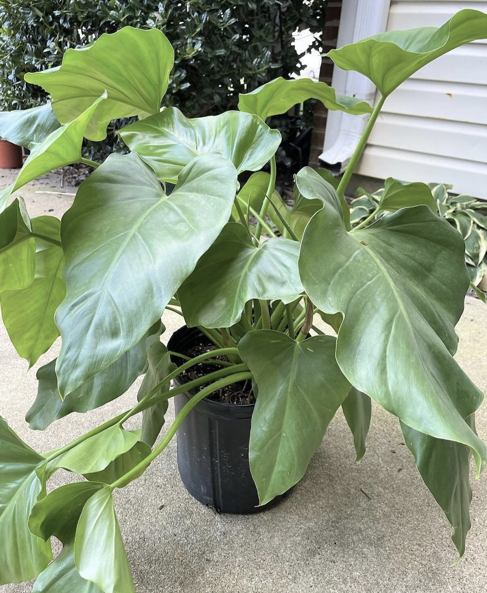 Philodendron Giganteum