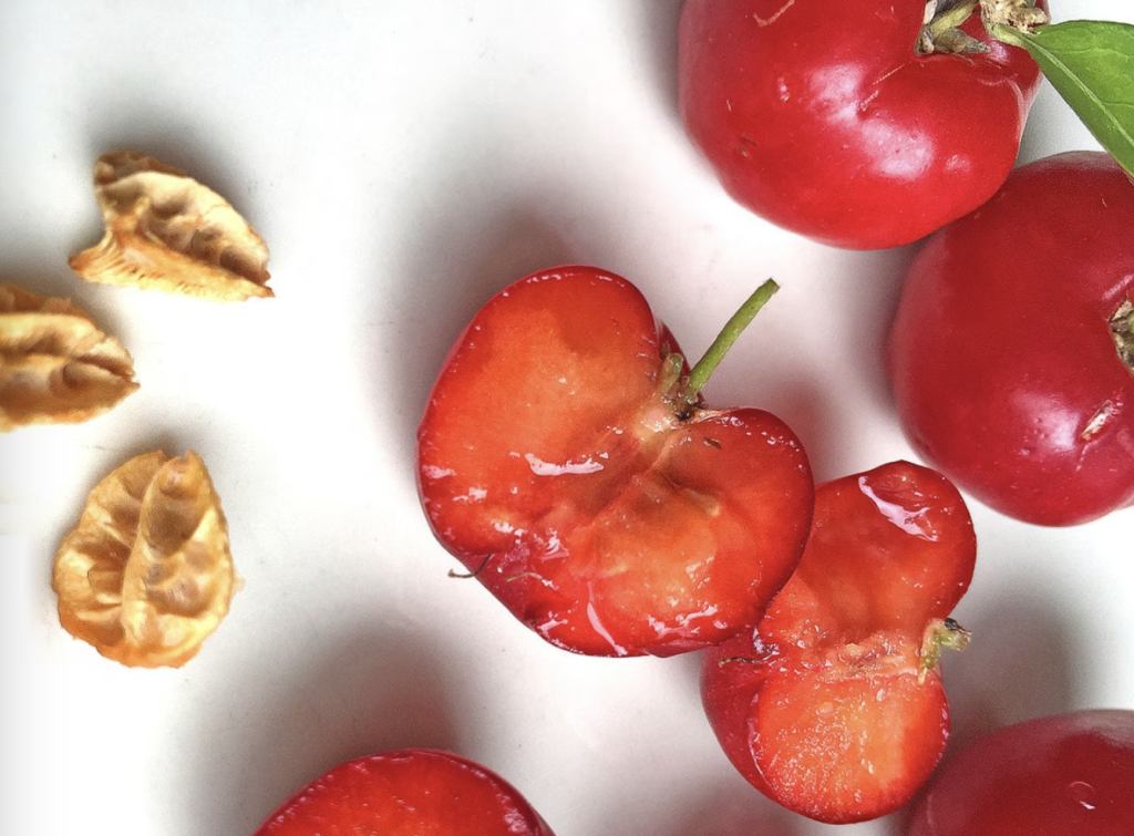 barbados cherry seeds