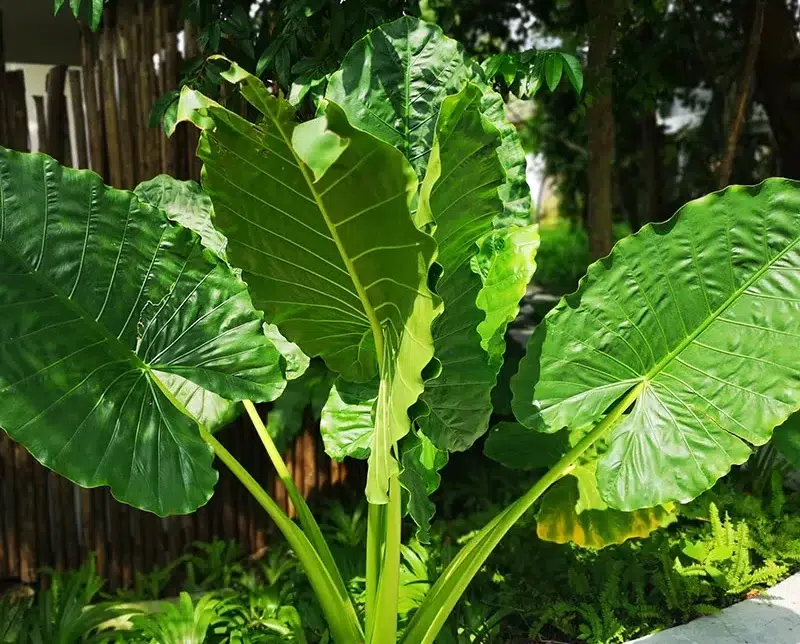 alocasia borneo giant