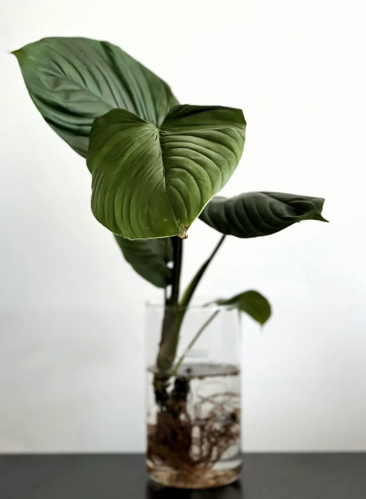philodendron rubrocinctum platinum care 