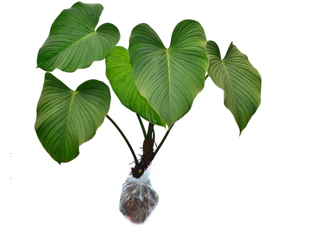 philodendron rubrocinctum platinum