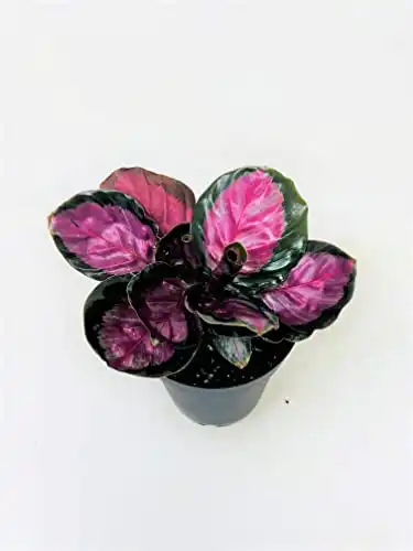 Calathea Roseopicta Rosy - 4inch potted plant