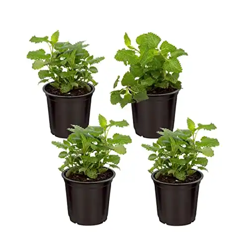 Live Aromatic Lemon Balm (4 Per Pack) 8" Tall by 4" Wide
