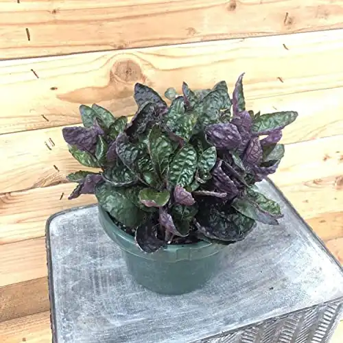 Hemigraphis alternata Purple Waffle, 6" Plant