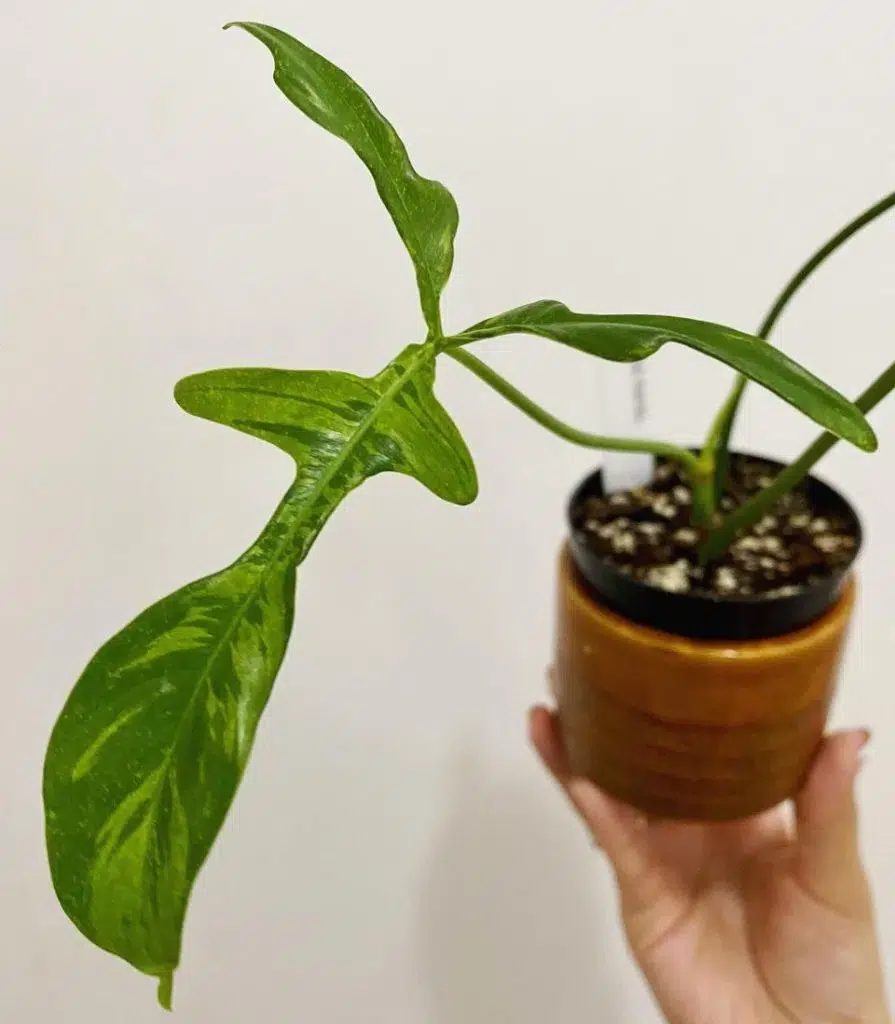Glad Hands Philodendron