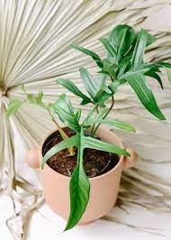glad hands philodendron care