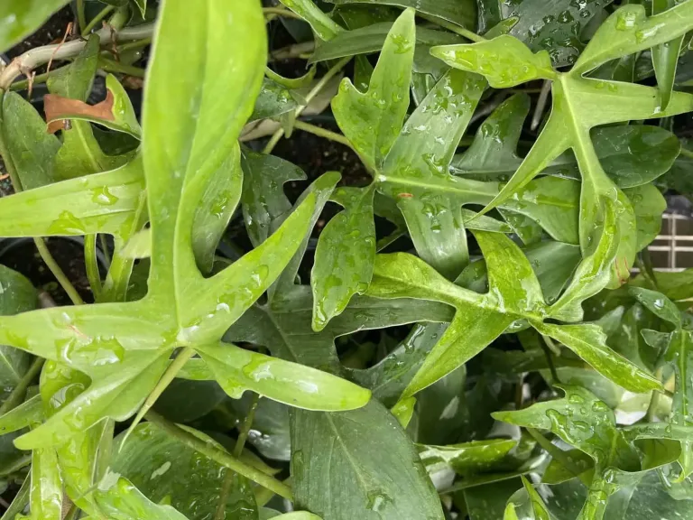 glad hands philodendron