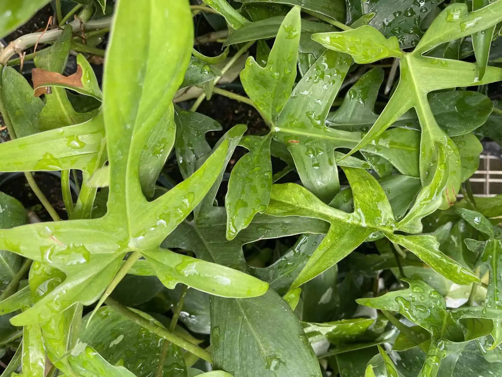 glad hands philodendron