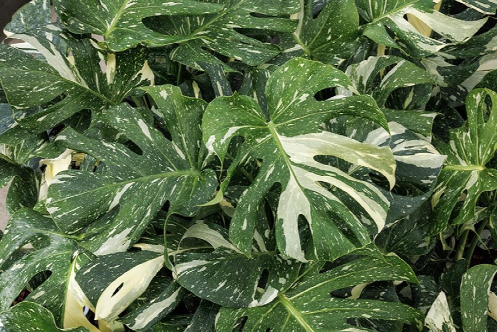 Monstera deliciosa 'Thai Constellation'