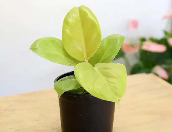 Philodendron-Golden-Melinonii