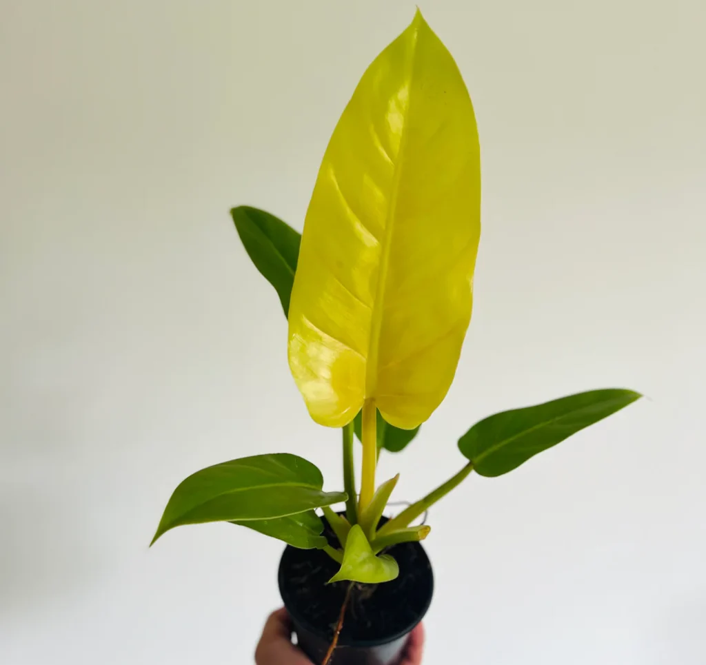 Philodendron golden melinonii