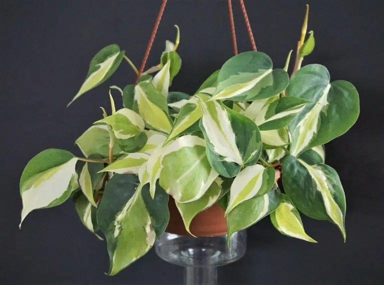 Philodendron Tricolor
