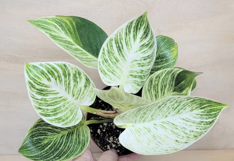 How to Propagate Philodendron Birkin