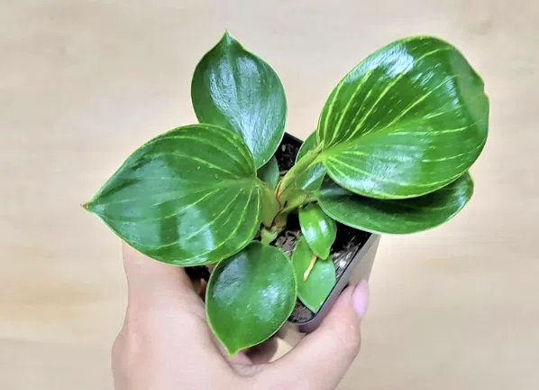 How to Propagate Philodendren Birkin
