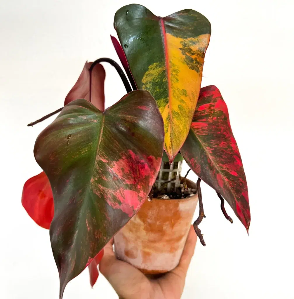 Philodendron Strawberry Shake