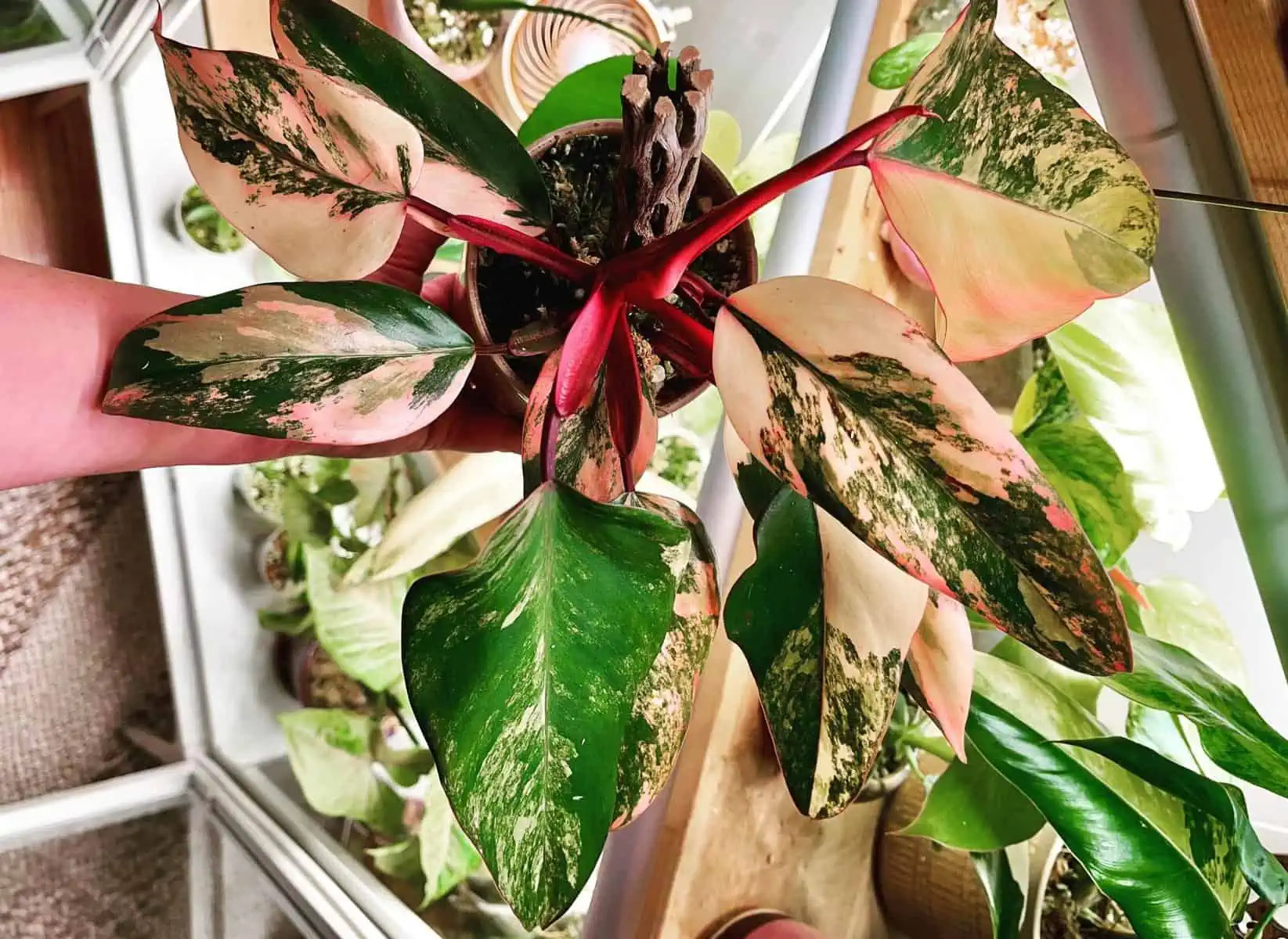 Philodendron Strawberry Shake: A Guide To Growing And Caring For This Super  Rare Houseplant