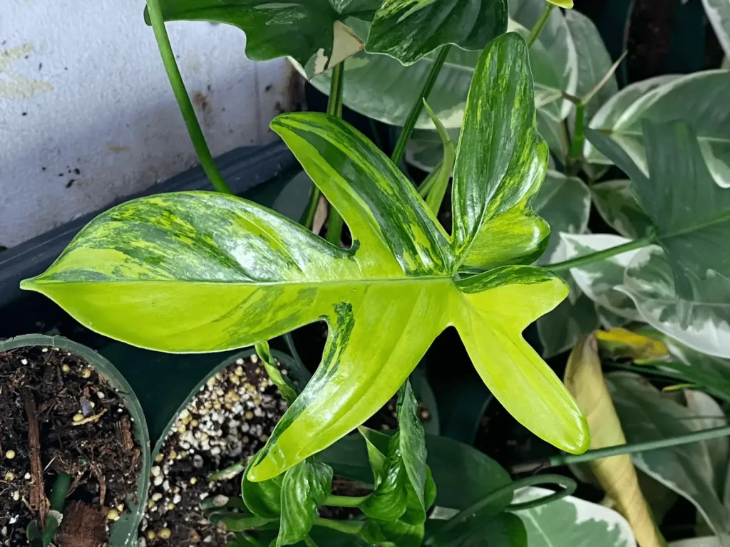 glad hands philodendron