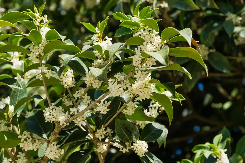Osmanthus fragrans