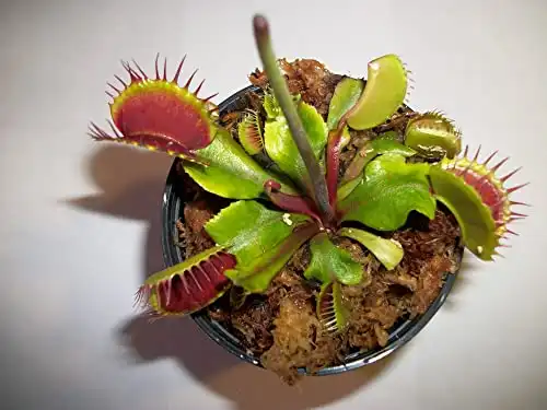 Venus Flytrap (Dionaea Muscipula) Carnivorous Plant 3 inch Pot