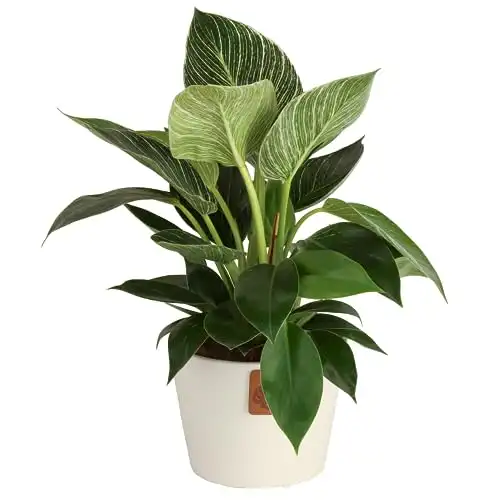 Philodendron Birkin Plant 12-Inches Tall