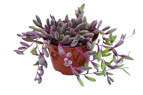 4″ Othonna Capensis Ruby Necklace Succulent Plants