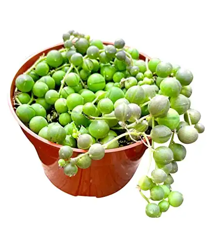 String of Pearls House Plant
