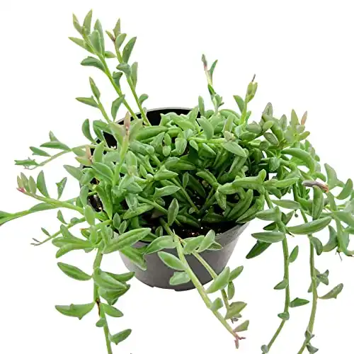 String of Dolphins Plant- 4 inch