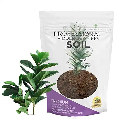 Fiddle Leaf Fig House Plant Soil Premium