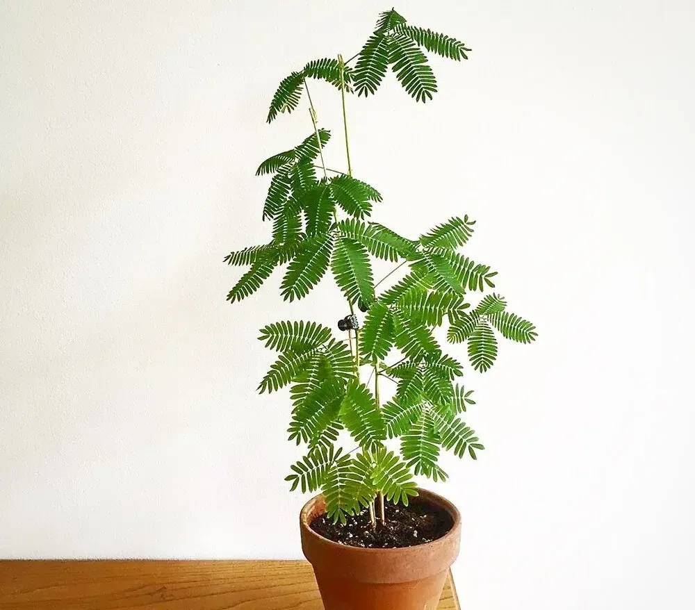 Mimosa-pudica