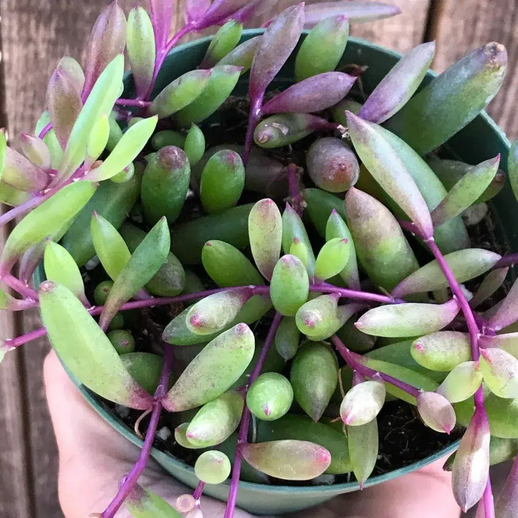 Othonna capensis 'Ruby Necklace'