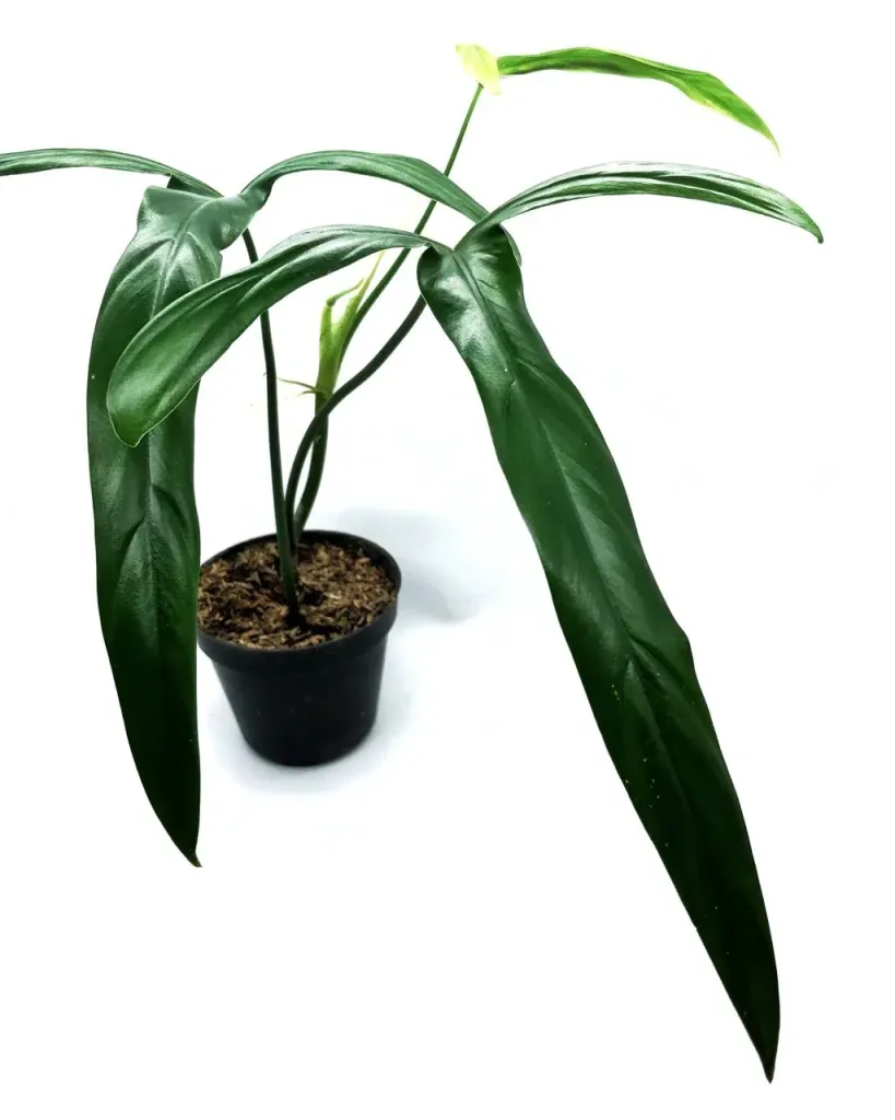 Philodendron-Holtonianum