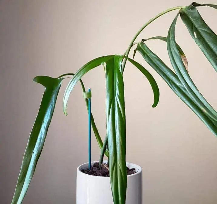 Philodendron-Holtonianum