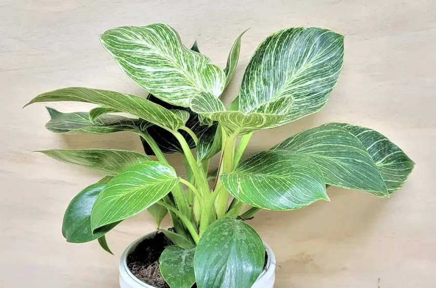 Philodendron Birkin propagation