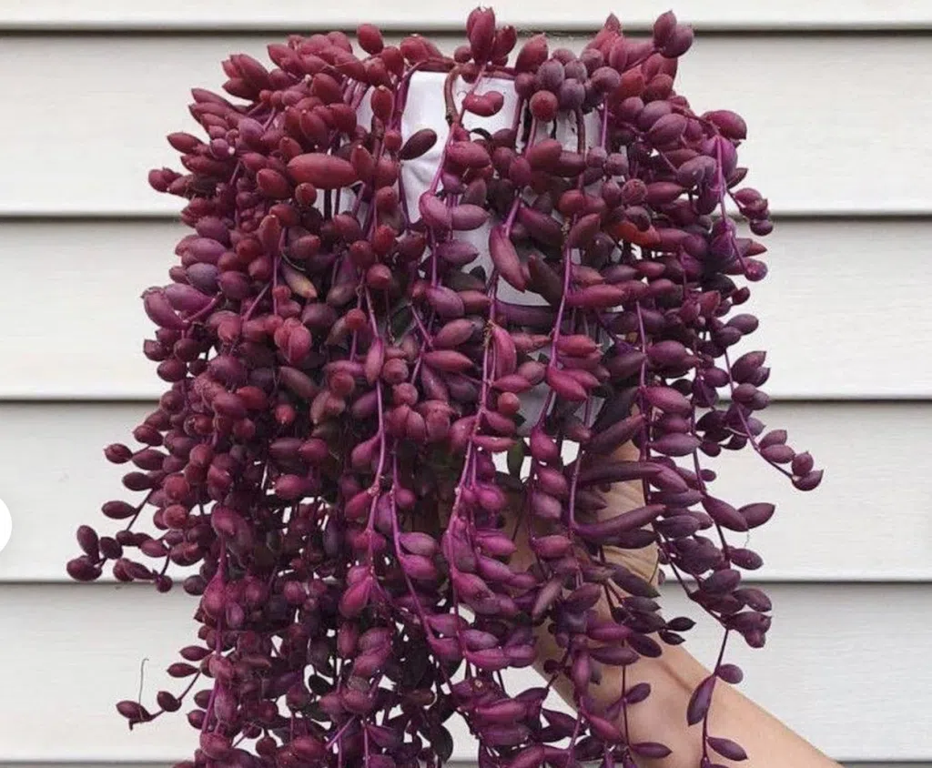 string of Rubies Plant Care