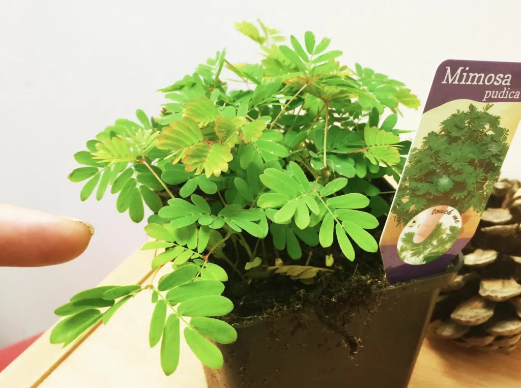 touch me not plant