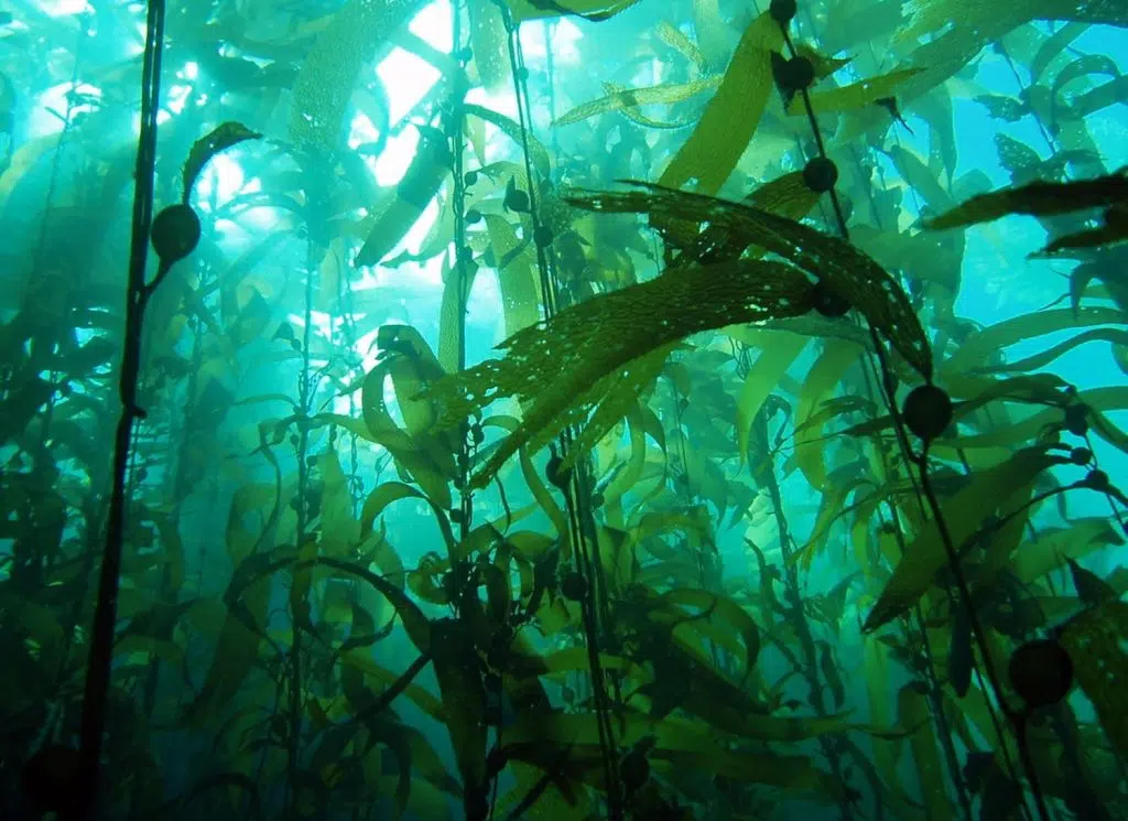 Seaweed vs Kelp Fertilizer