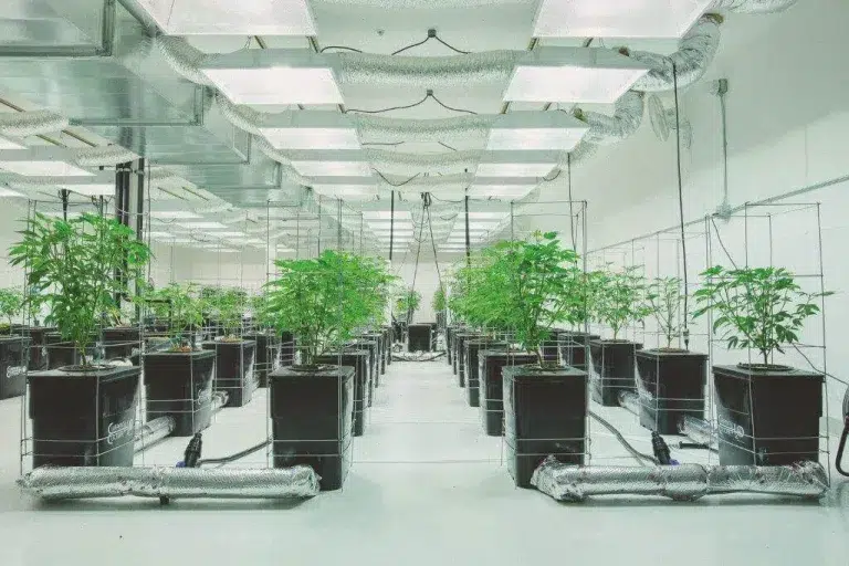 Undercurrent Hydroponic Systems: Maximizing Yield and Efficiency