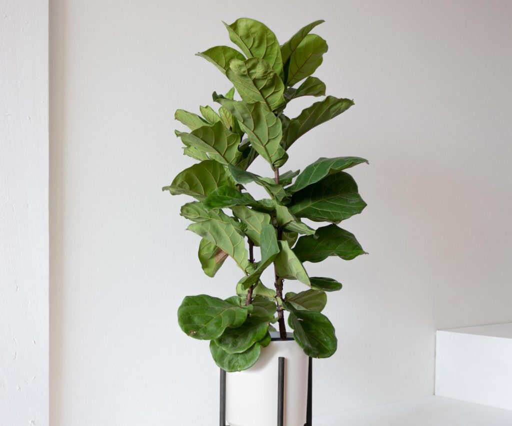what size pot to plant fiddle leaf fig
