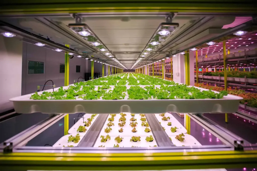 indoor hydroponic farming