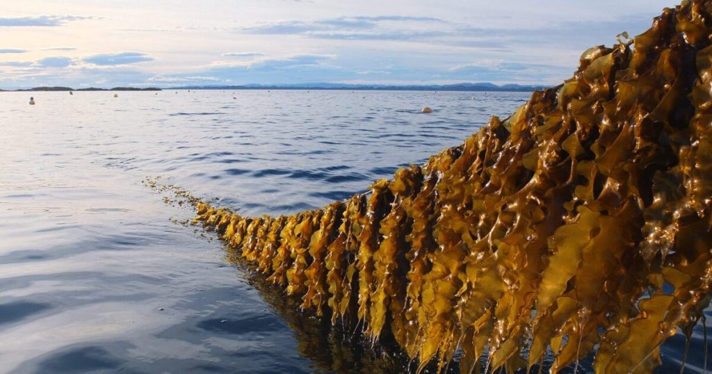 Seaweed Harvest