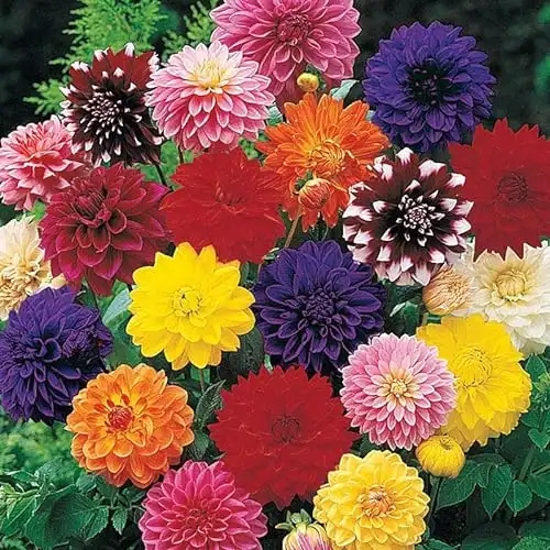 Dahlia Mixture Bulbs for Planting - (3 Pack) Large Clump of Tubers
