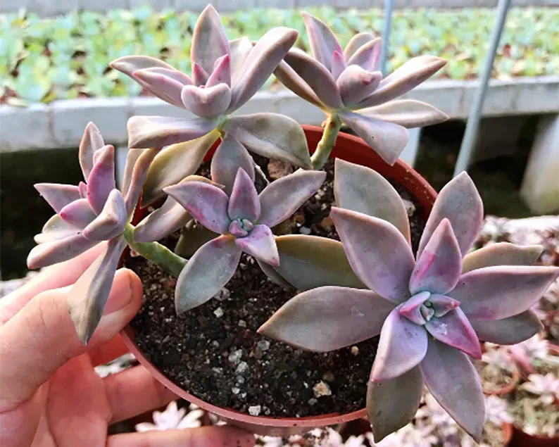 succulents with purple tips