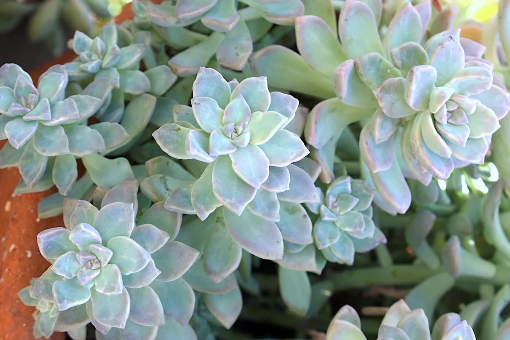 succulents with purple tips