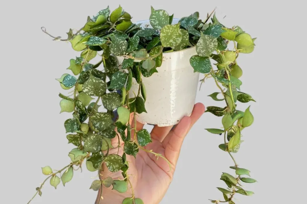 how to propagate hoya curtisii